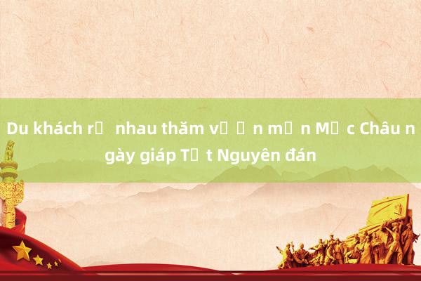 Du khách rủ nhau thăm vườn mận Mộc Châu ngày giáp Tết Nguyên đán