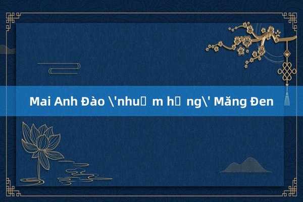 Mai Anh Đào 'nhuộm hồng' Măng Đen